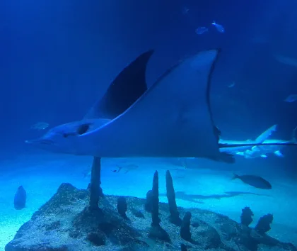 Manta ray gliding through Halmahera's pristine waters